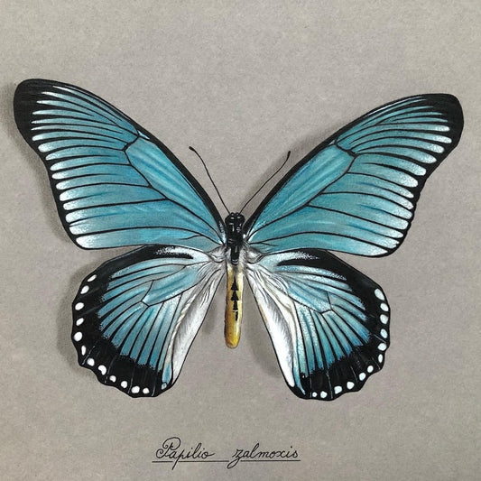 Papilio zalmoxis