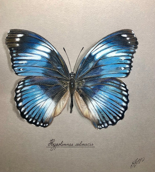 Hypolimnas salmacis