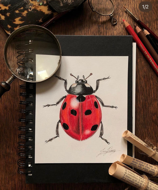 Coccinelle