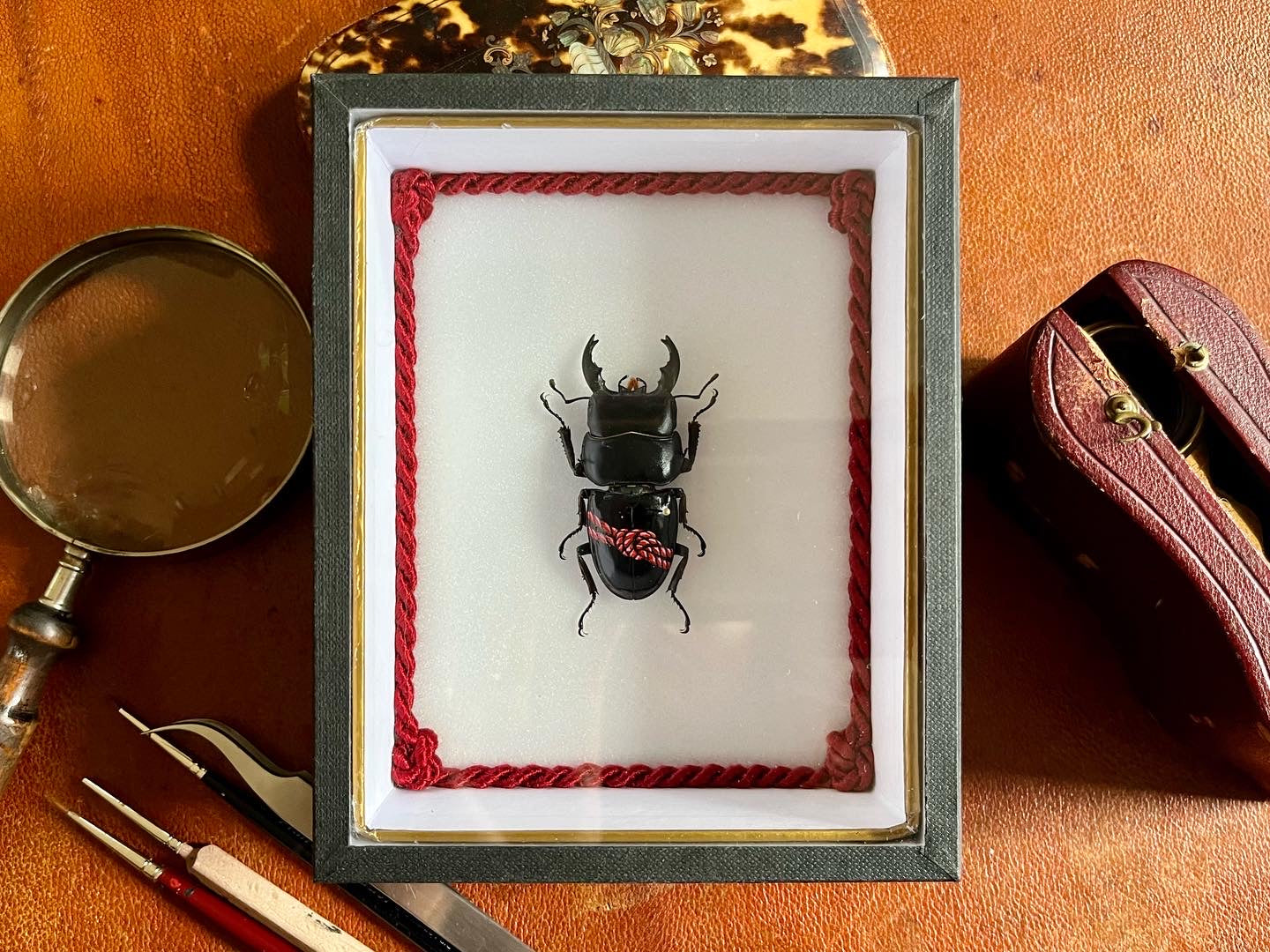 Insecte peint "Shibari n°1"