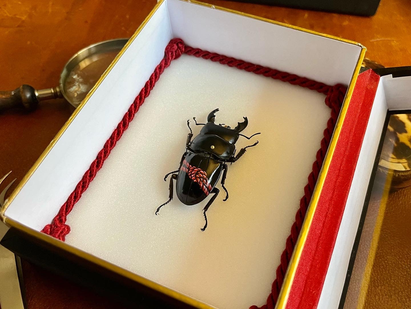Insecte peint "Shibari n°1"