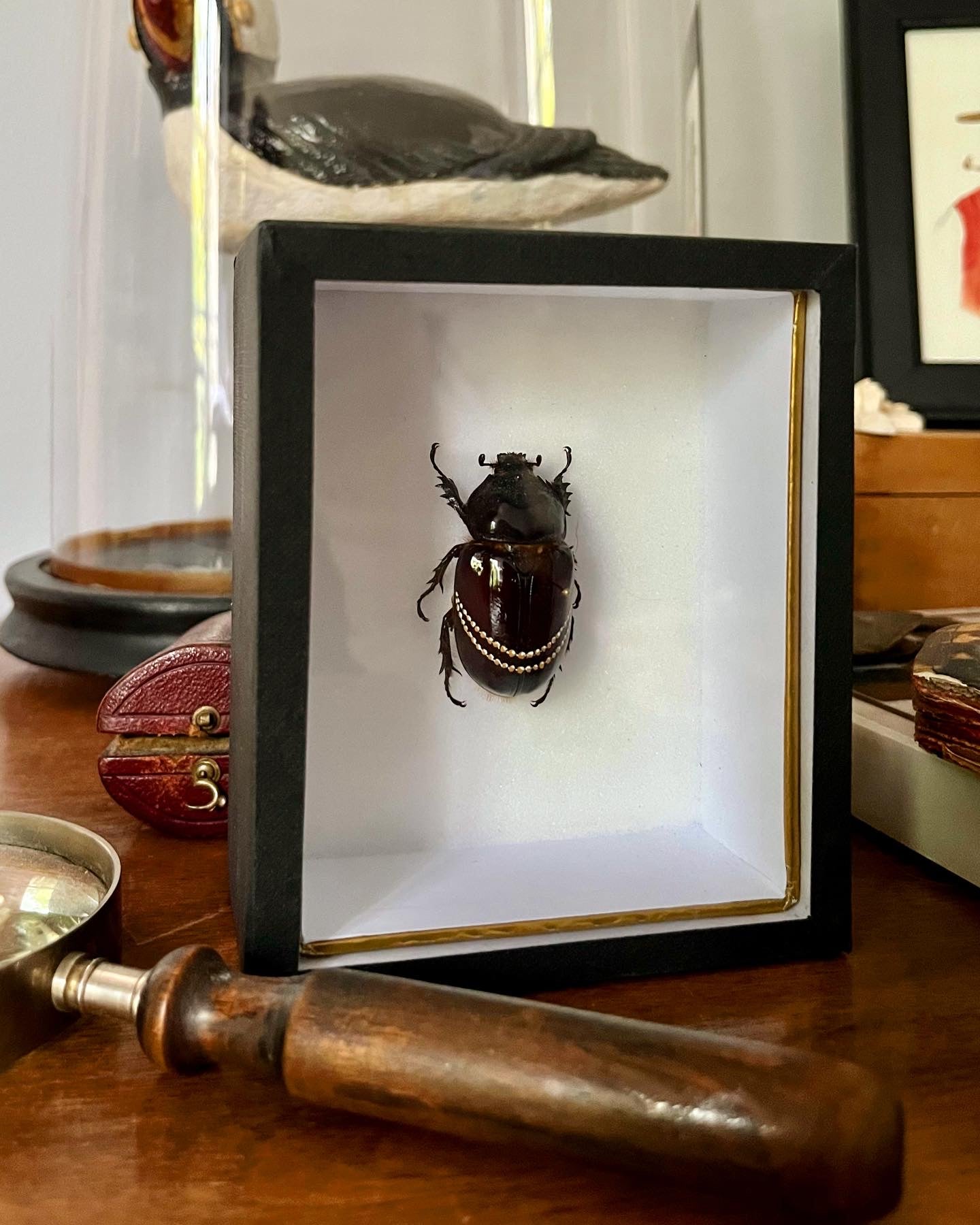 Insecte peint "Grace Kelly"