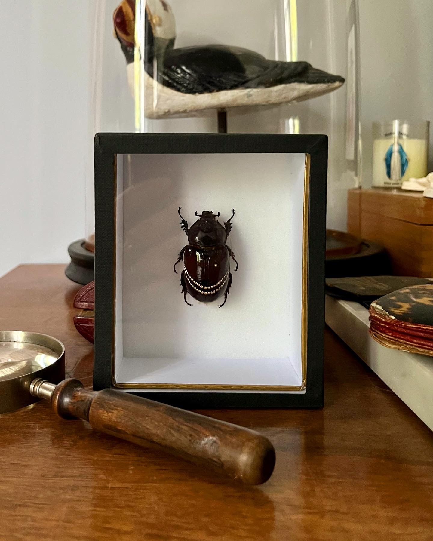 Insecte peint "Grace Kelly"