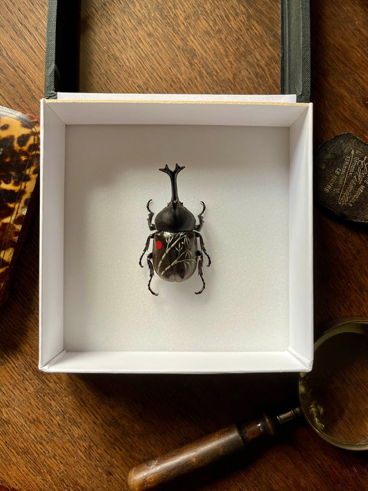 Allomyrina dichotomus tsunobosonus
