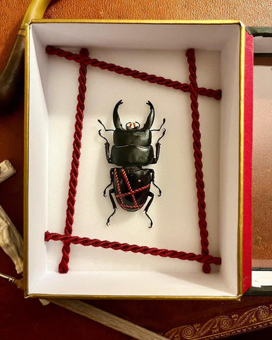 Shibari n°2