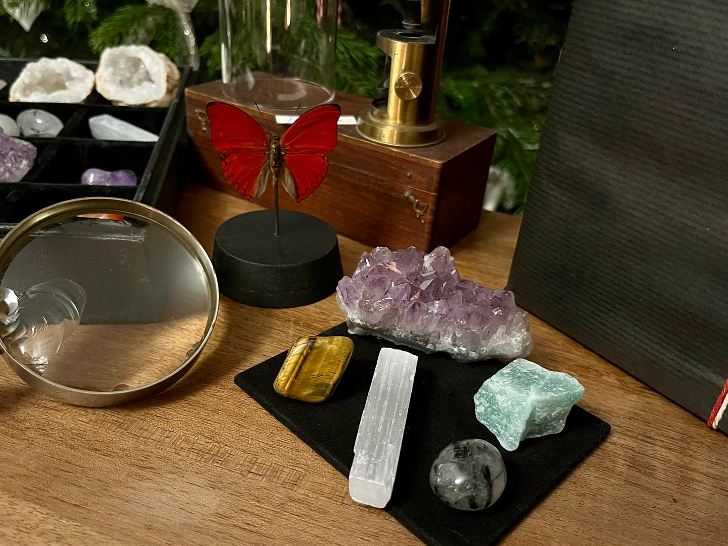 Le coffret du naturaliste (avec Cimothoe sangaris)