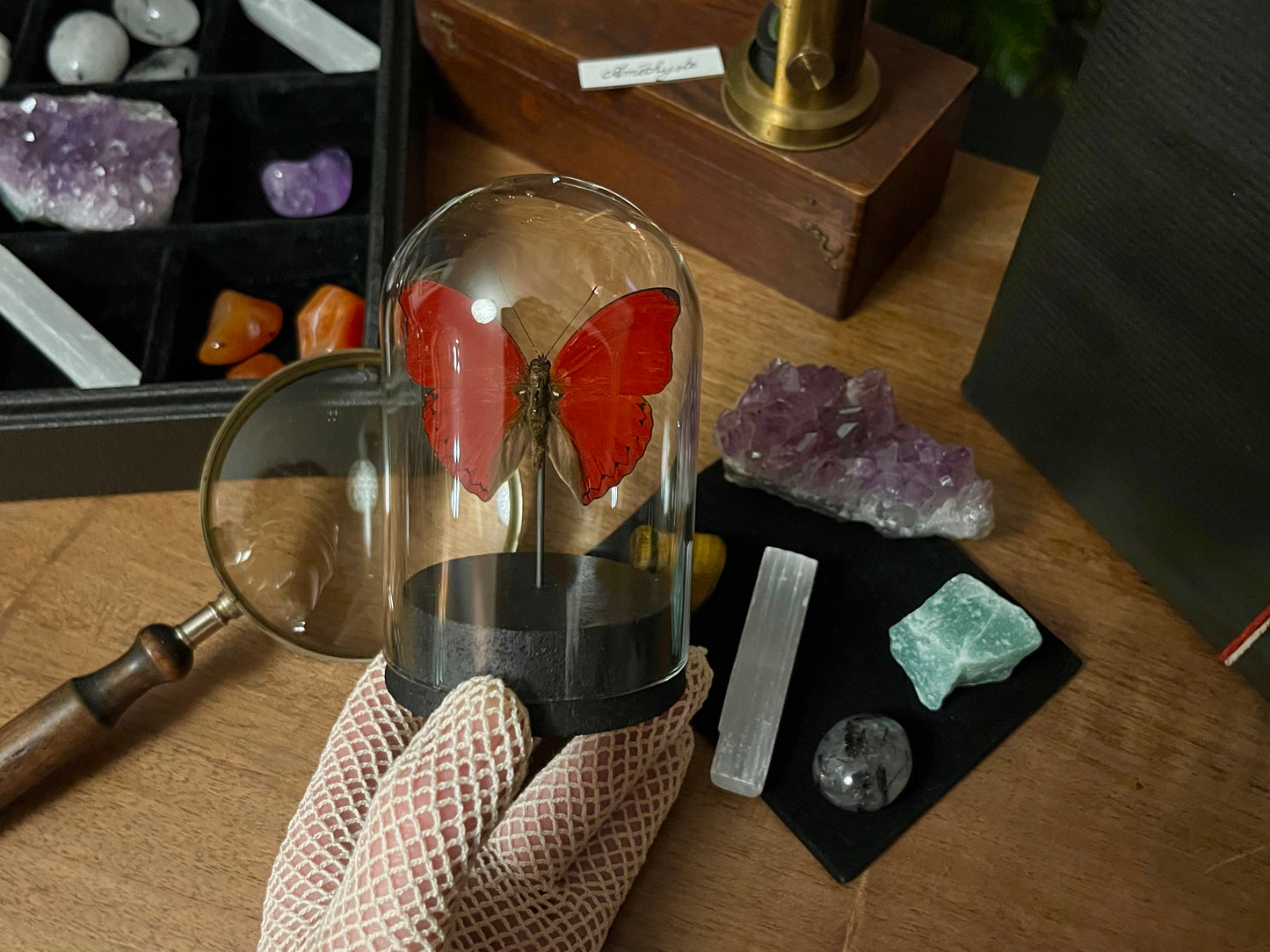 Le coffret du naturaliste (avec Cimothoe sangaris)
