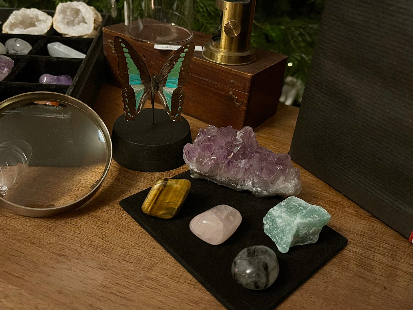 Le coffret du naturaliste (avec Graphium sarpedon)