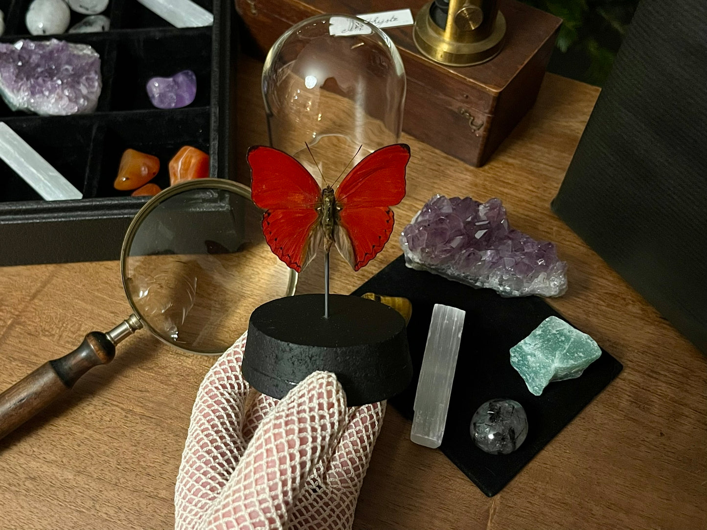 Le coffret du naturaliste (avec Cimothoe sangaris)