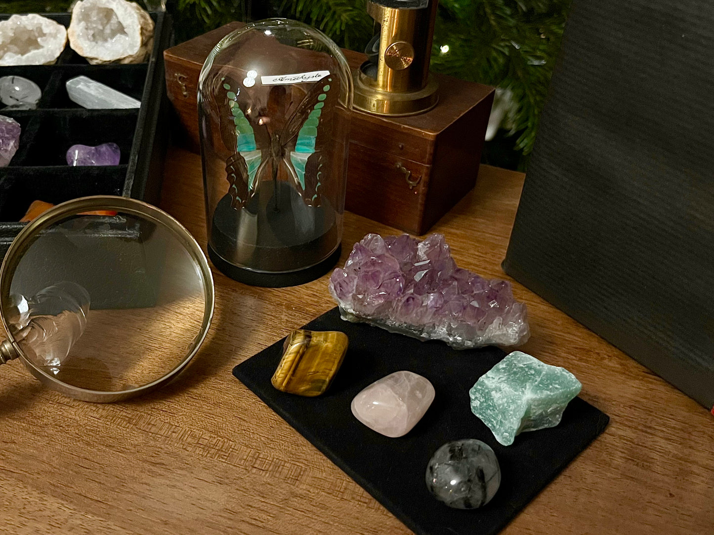 Le coffret du naturaliste (avec Graphium sarpedon)