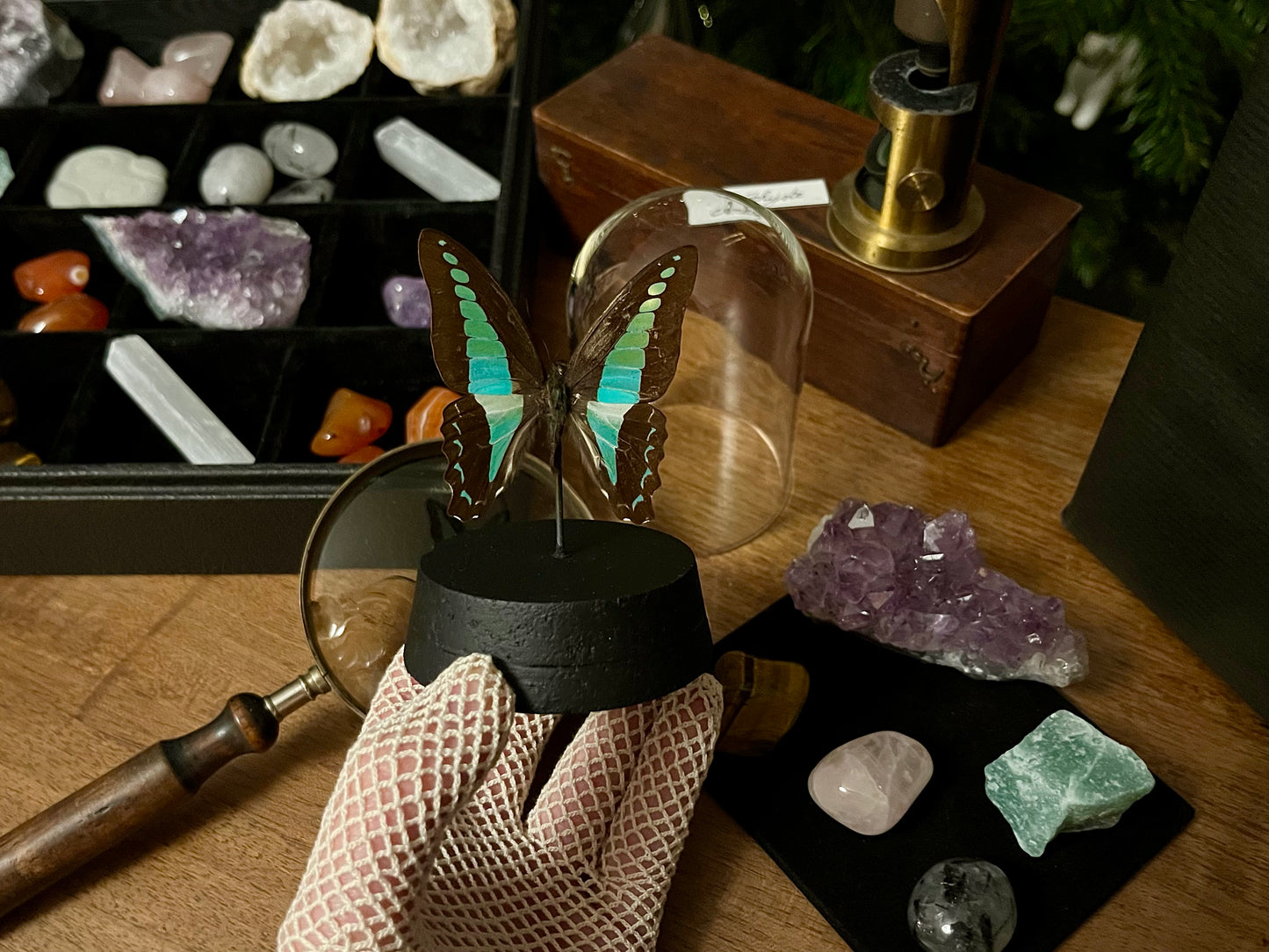 Le coffret du naturaliste (avec Graphium sarpedon)