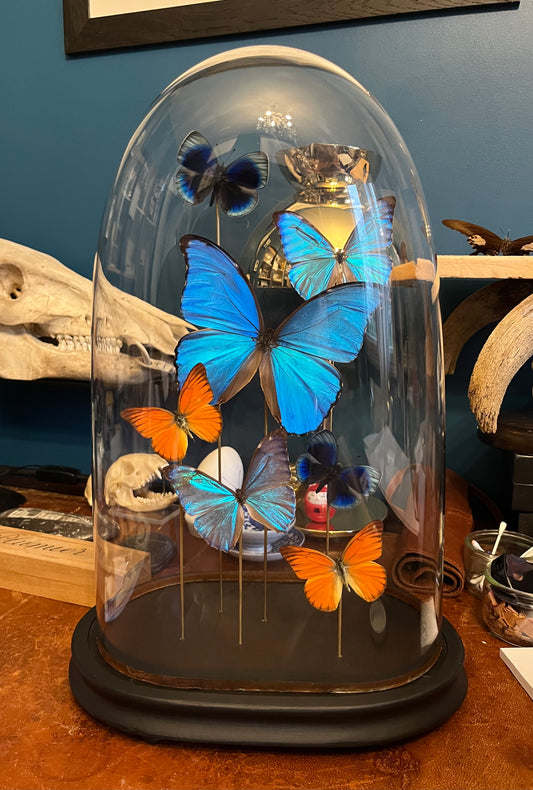 Globe de papillons